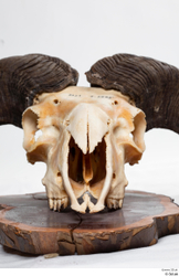  Skull Mouflon Ovis orientalis 